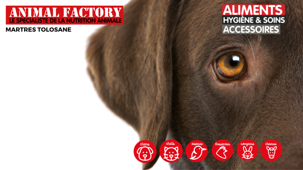 Animal Factory